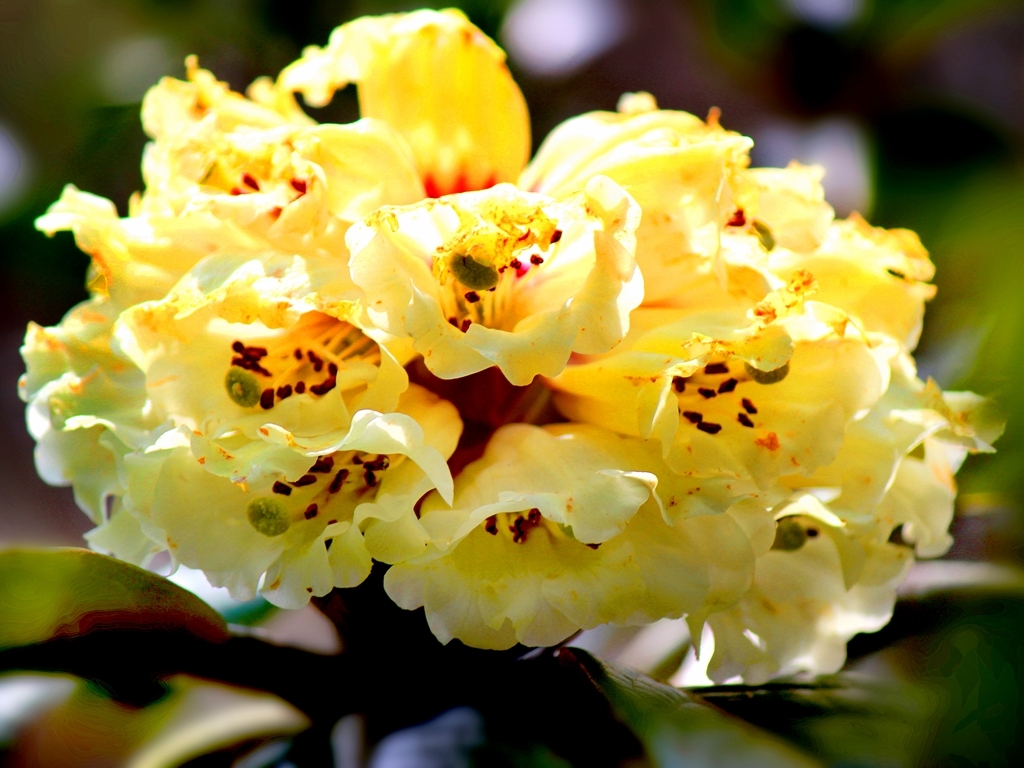 云南保山:昌宁天堂山将举办相约杜鹃花海徒步活动