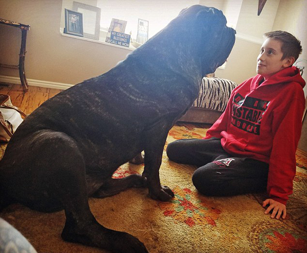 世界最大幼犬年仅9个月身高1 8米体重公斤 世界最大幼犬年仅9个月身高1 8米体重公斤