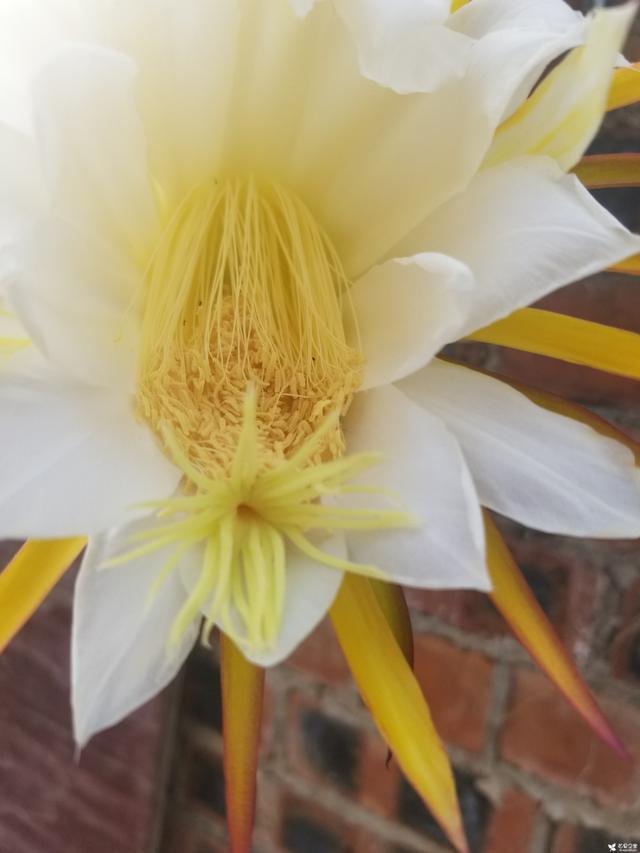 阳台盆栽火龙果种植方法,火龙果开花瞬间,让果