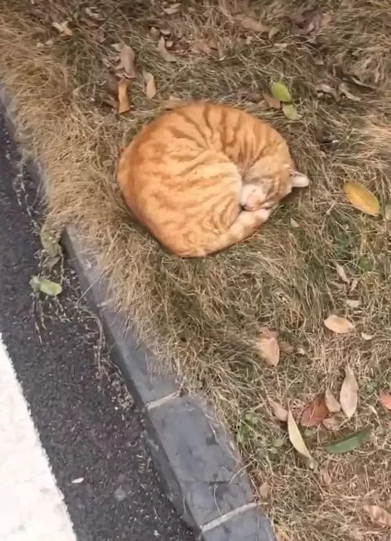 流浪橘猫路边睡觉,谁都叫不醒,这是有多困?
