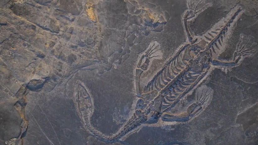 8小时只能修复1厘米！化石修复师“唤醒”贵州龙