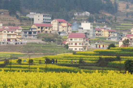 2015年,苍龙街道发挥充分发挥水塘村位于城郊的区位优势和"三山两水一