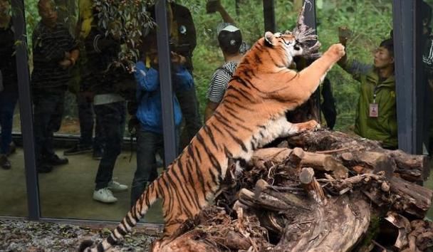 五一出游不文明现象频发,动物园孔雀羽毛遭游