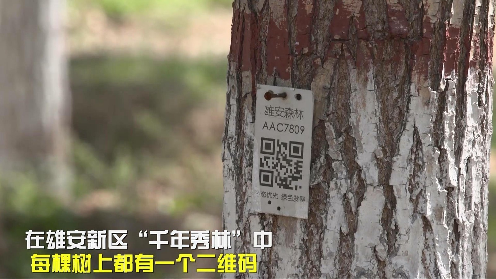 “千年秀林”打造数字森林，每棵树都有自己的身份信息！