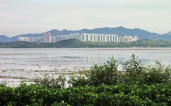 深圳红树林自然保护区旅游攻略