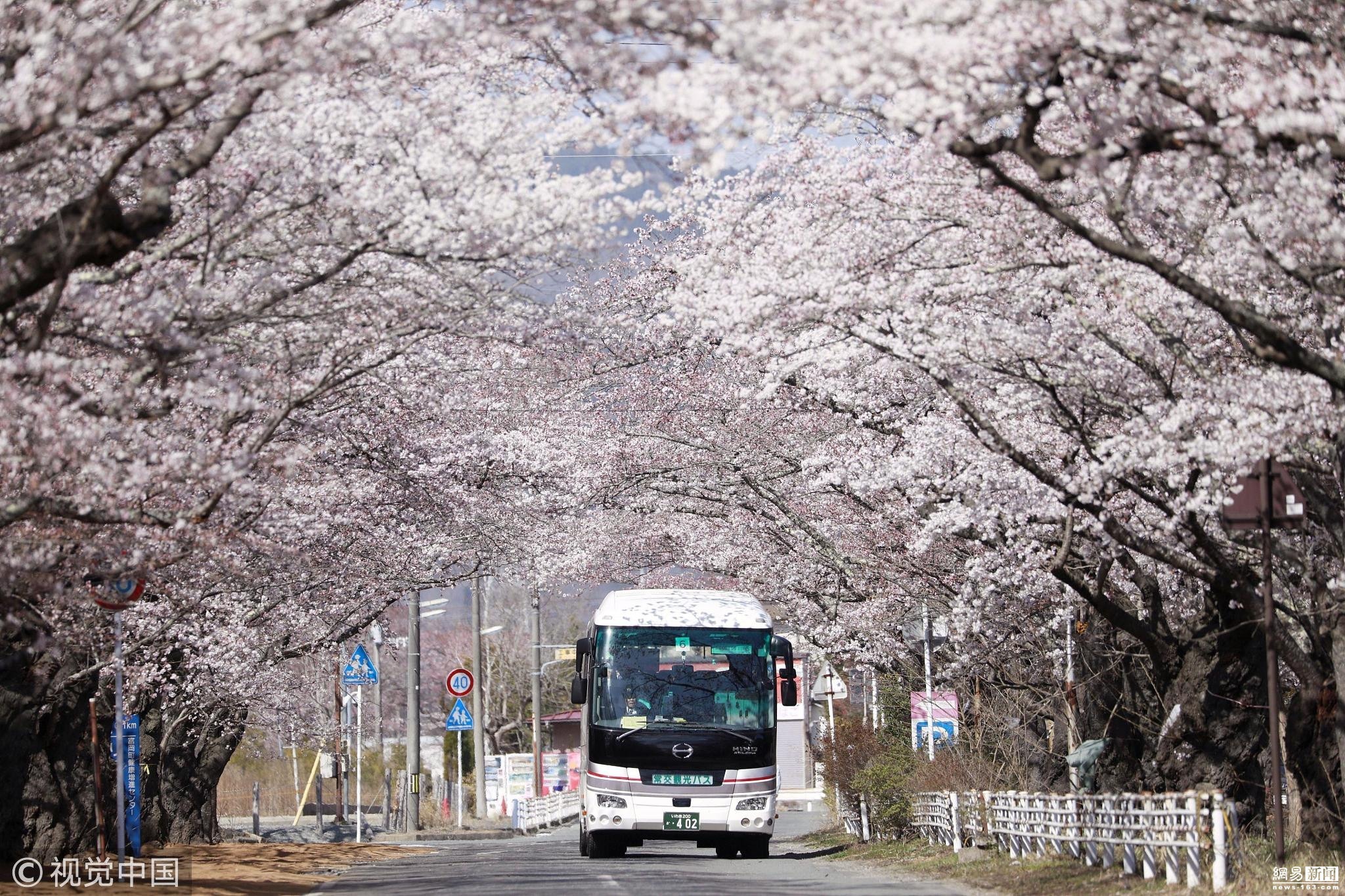 当地时间2019年4月6日，日本福岛县富冈町，时隔9年，仅限于当天通行的赏樱巴士再驶入樱花大道，游客带着笑容，欣赏已开了8分的樱花。