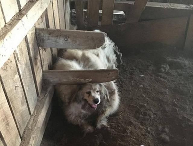 变态主人封锁狗狗3年,被村民发现时,狗狗的