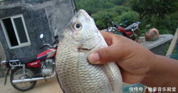 我国黄海中有种鱼名叫黄鲷鱼肉质鲜美,特别好