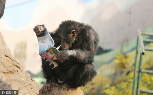 野生动物园的黑猩猩看书"充电" 让人汗颜