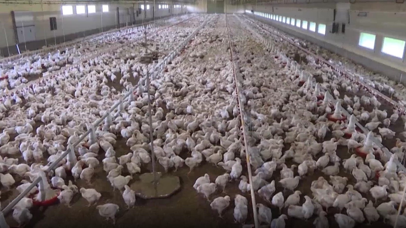 巴西因禽流感宣布动物卫生紧急状态