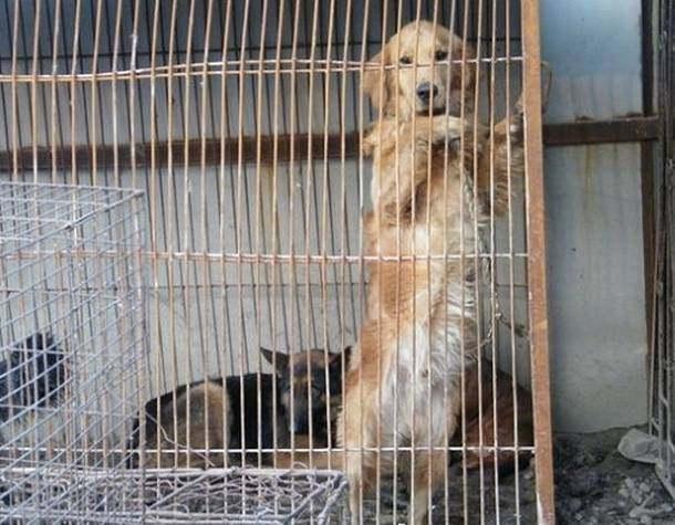 看看屠宰场里的金毛,请照顾好你家的狗狗!