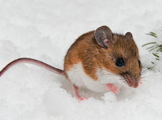 生肖运势:7月份这三大生肖能六六大顺,要什么