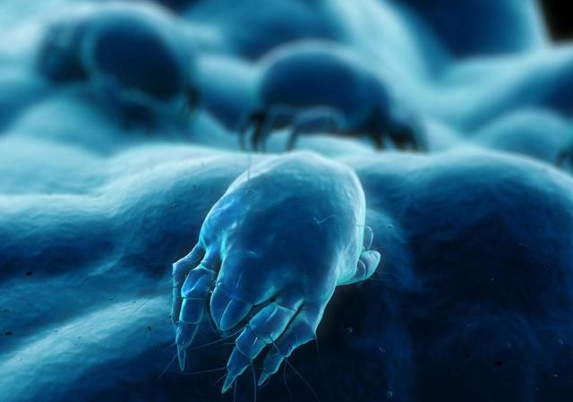 螨虫为什么会导致脱发呢?我们该怎么除螨呢?