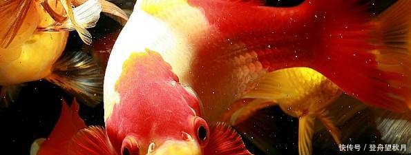 中国人似乎什么鱼都吃,为什么唯独不吃金鱼原