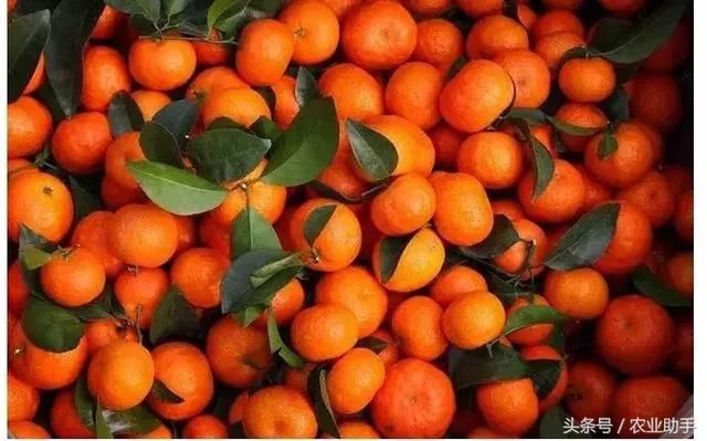 砂糖橘市场风雨突变,持续了几年的好行情是否
