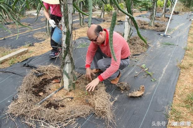 火龙果开花结果期要增施钾、镁肥!否则容易甜