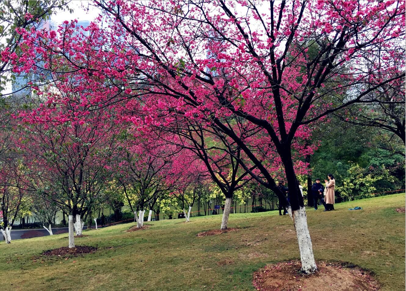 南宁石门森林公园山樱花绚丽绽放,惊艳了南宁