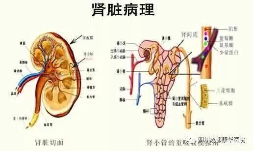 儿童过敏性紫癜有什么症状?如何治疗?