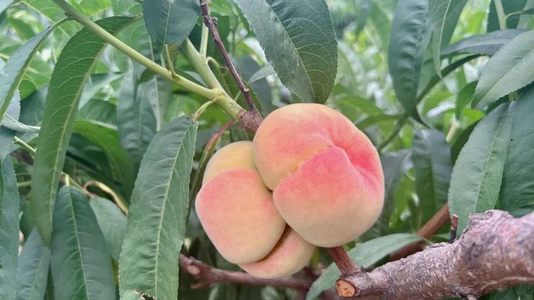 延庆桃子丰收采摘忙 香营山间挂满“致富果” 延庆桃子丰收采摘忙 香营山间挂满“致富果”