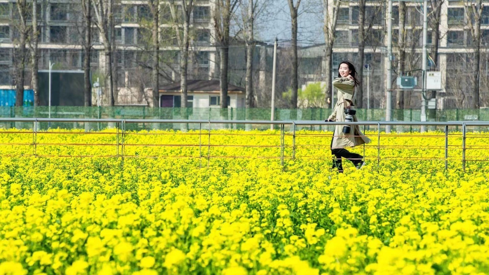 13万平方米油菜花海将进入盛花期 彩色油菜花田初绽丰台区王佐镇 13万平方米油菜花海将进入盛花期 彩色油菜花田初绽丰台区王佐镇