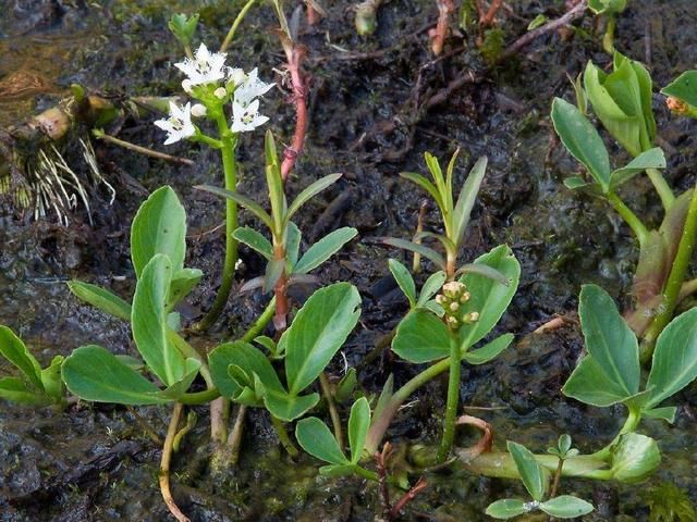 农村一种独特野草,吃了就想睡觉,人称"睡菜",是治失眠良药