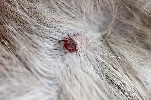 岛国一女性被流浪猫咬了之后感染SFTS死亡