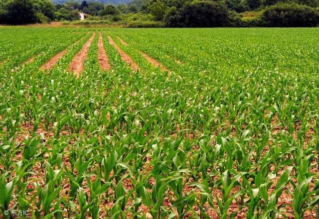 2018年有种玉米想法的一定要提前进来看!