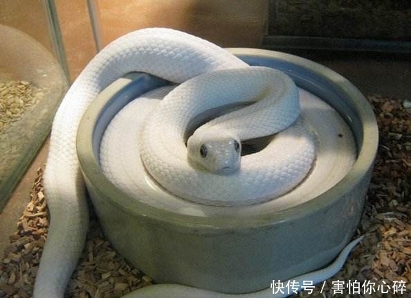 男子梦见白蛇,蛇说赶走它家中会破财,男子不听