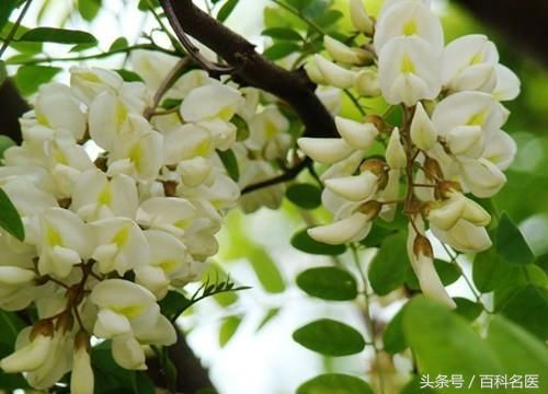 什么降压药效果好而且副作用小?理想的降压药