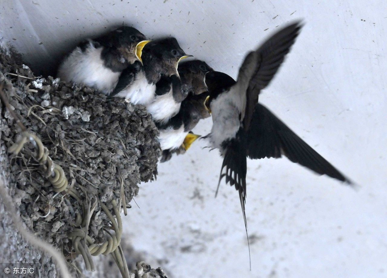 农村燕子在家里搭窝到底好不好?