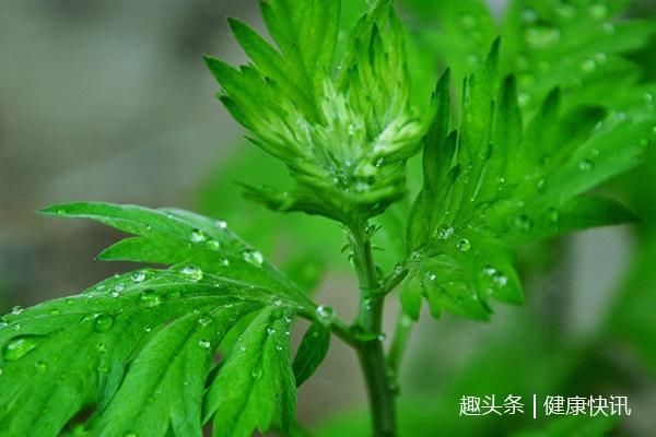 40岁女人天天用艾草泡脚,肚子平了,雀斑也没有