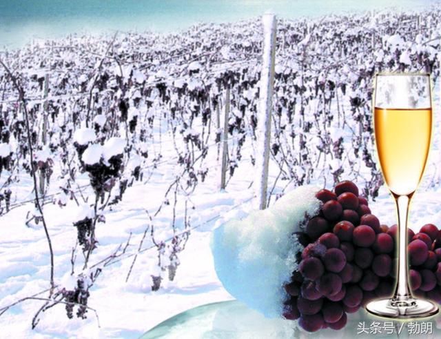 刘嘉玲、刘涛、靳东、舒淇握酒杯姿势错,喝葡