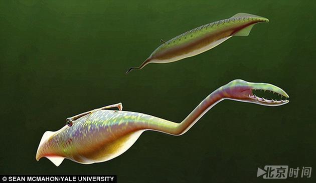 迄今最诡异的生物是啥物种?科学家伤透脑无定论