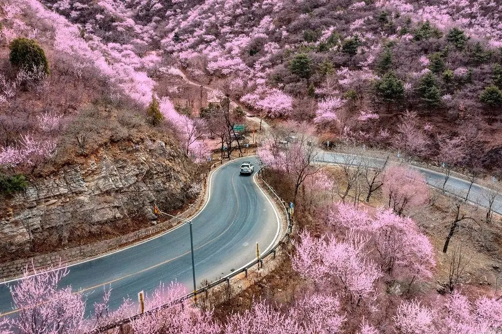 京郊最美赏花公路：昌平怀长路“醉”美   粉红如童话般梦幻迷人…