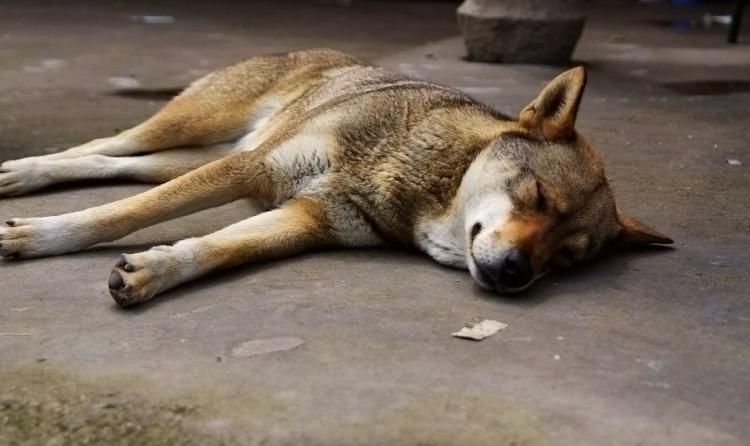 市区禁养中华田园犬,只因土狗会伤人,再见了,我