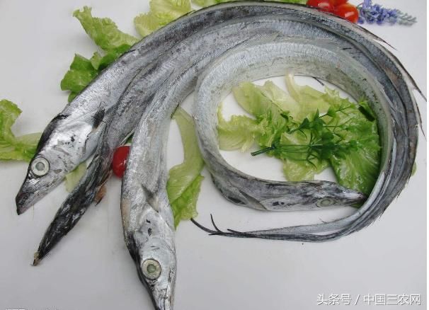 餐桌上常见的带鱼到底能不能人工养殖?