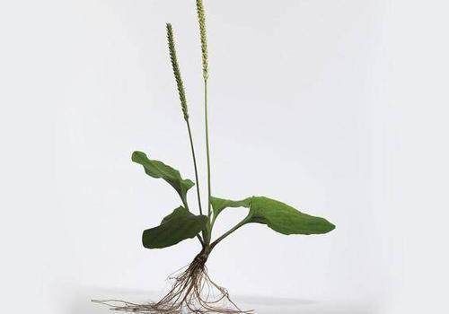 怎样晒干车前草 t01e78555f07305477d.jpg?size=500x350