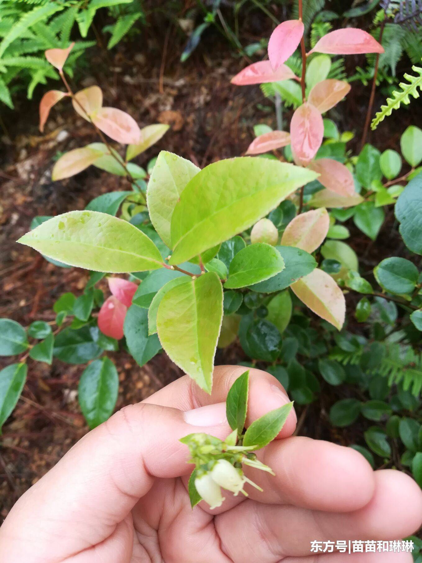 农村这种野果,形似蓝莓,人称睡眠果,是治失眠