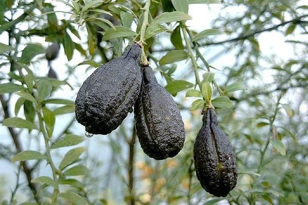 这些水果在中国还没上市,长得有点难以形容,中