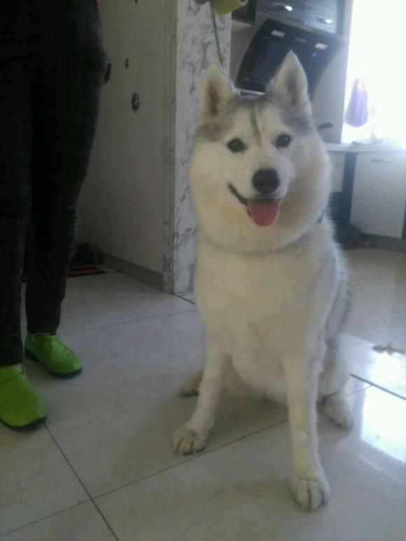 要想二哈长胖,就得这么喂它,每天多吃点这些东