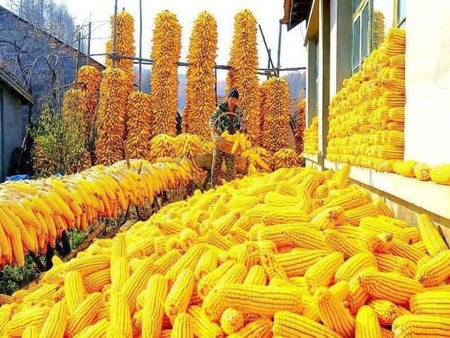 今日华北玉米收购价格继续上涨 临储提前低价