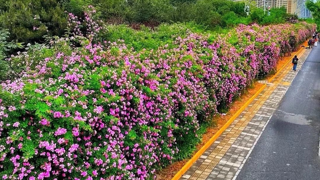 蔷薇花开!盘点京城几个蔷薇花墙拍照打卡地 蔷薇花开!盘点京城几个蔷薇花墙拍照打卡地