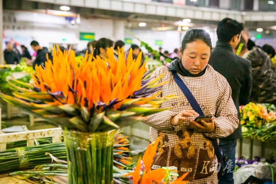 中国花木网交易平台(中国花木网交易平台app)