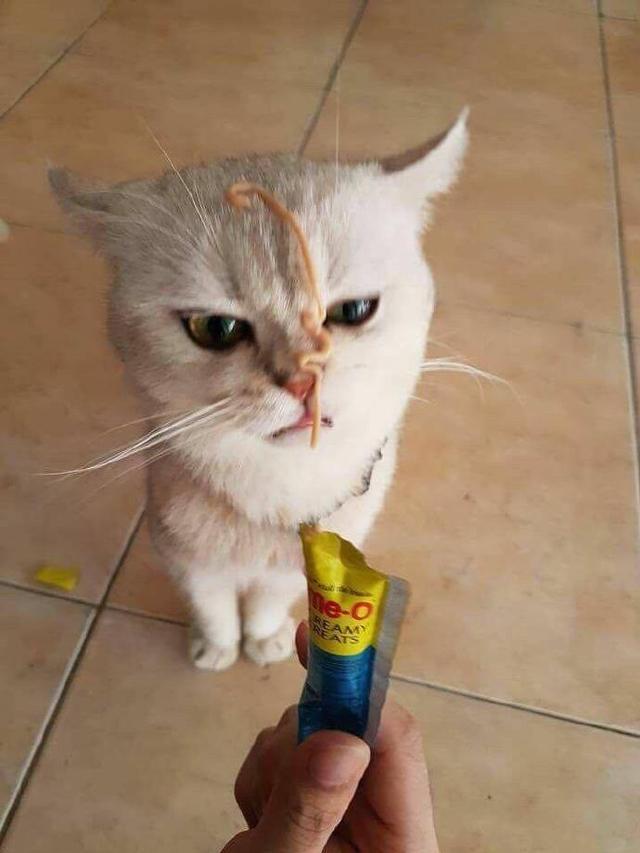 一直怀疑家里养的是猫还是松鼠,网友看后:松猫