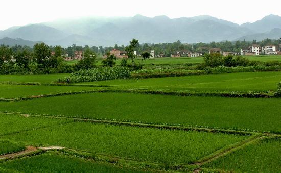 财政部:不能强行要求进城农民放弃土地承包权