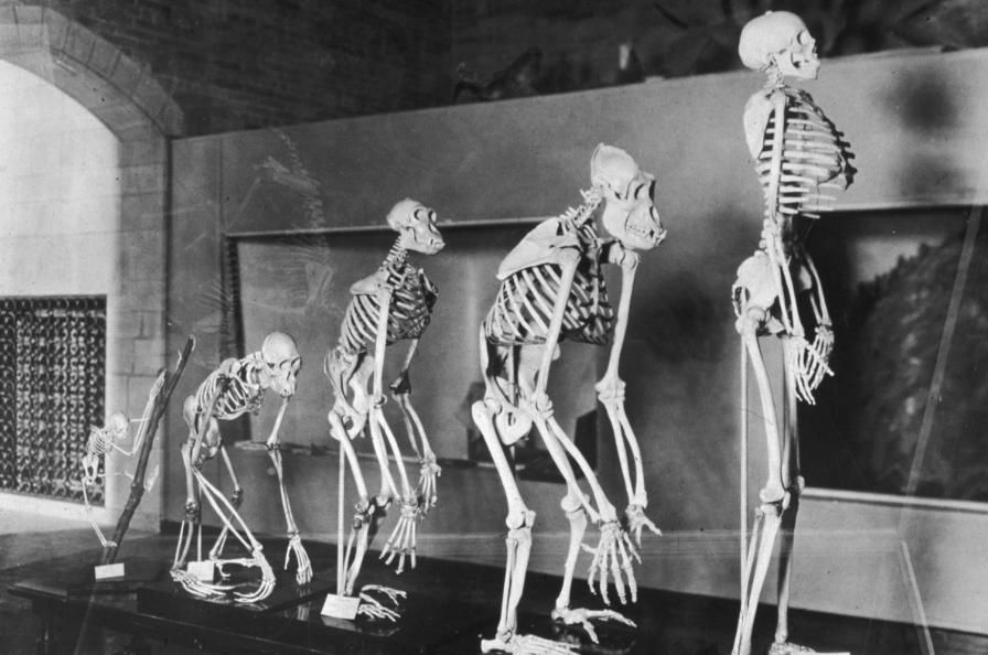 科学家预测未来10万年后人类的模样,眼球突出