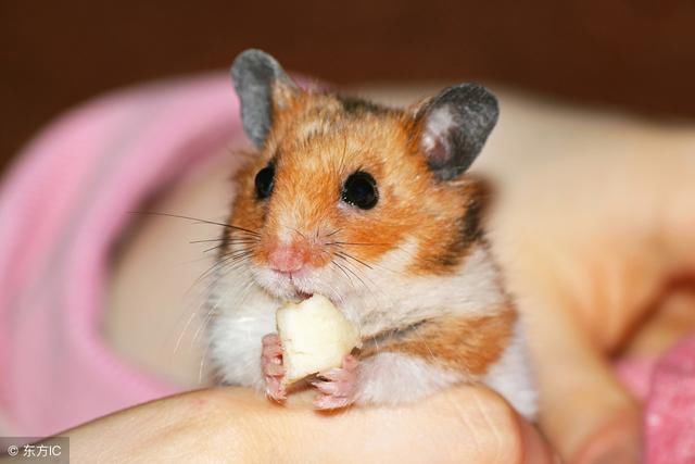 生肖鼠的三合贵人