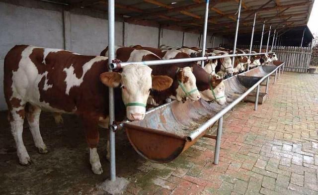 2018年农村养殖业什么最赚钱?