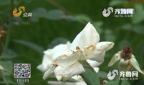 少女吸毒三次被捕,警察爸爸亲手给她戴上手铐 少女吸毒三次被捕,警察爸爸亲手给她戴上手铐