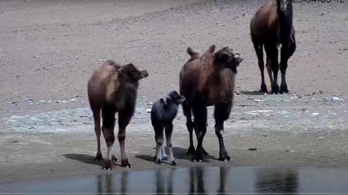 罕见!极其濒危物种野骆驼带幼驼在自然保护区出现 罕见!极其濒危物种野骆驼带幼驼在自然保护区出现